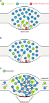 www.frontiersin.org