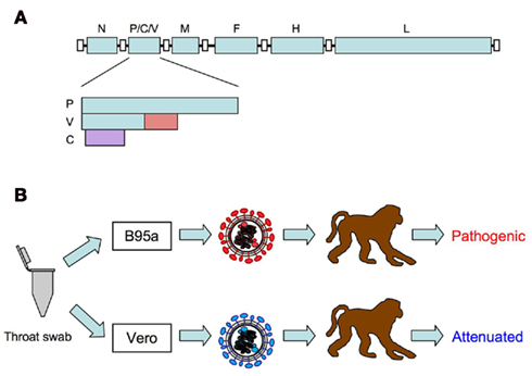 Frontiers | Cell Tropism and Pathogenesis of Measles Virus in Monkeys Frontiers | Cell Tropism and Pathogenesis of Measles Virus in Monkeys