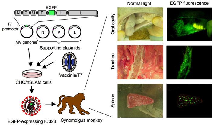 Frontiers | Cell Tropism and Pathogenesis of Measles Virus in Monkeys Frontiers | Cell Tropism and Pathogenesis of Measles Virus in Monkeys