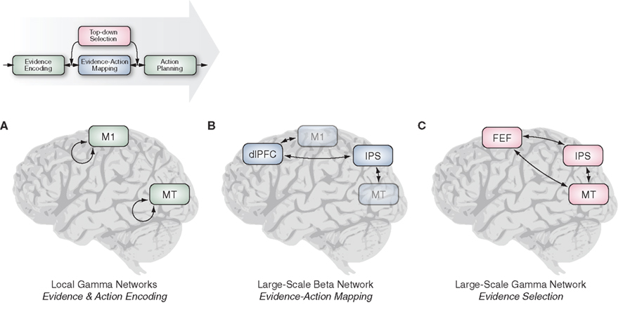 Dynamics of Visual Perceptual Decision-Making in Freely Behaving