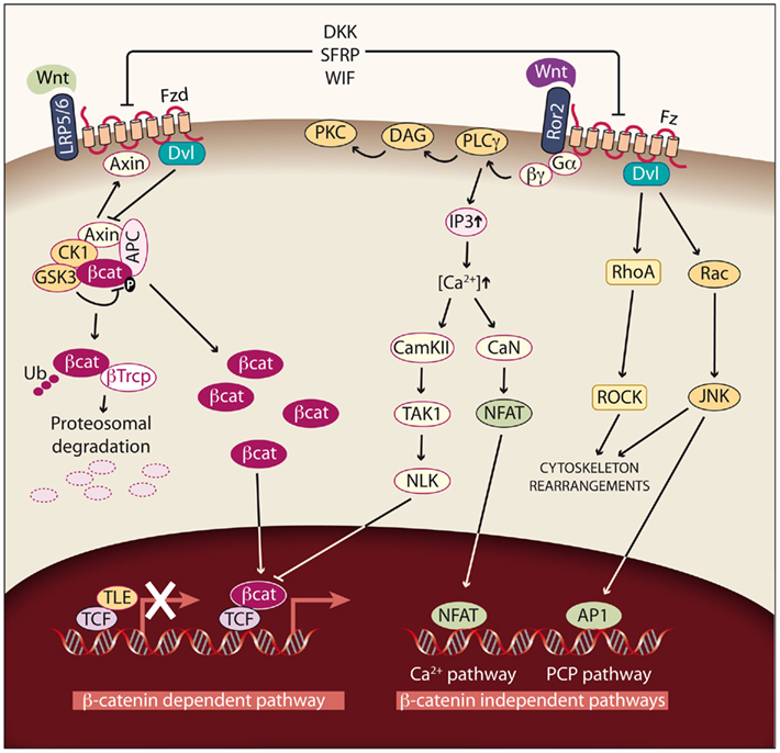 plant plant allelopathic interactions phenolic acids cover crops and weed emergence