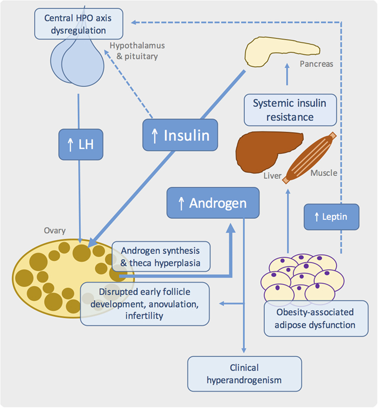 Frontiers | Genetic Rodent Models of Obesity-Associated Ovarian ...