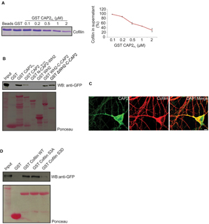 Frontiers | Neuronal Actin Dynamics, Spine Density and Neuronal