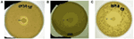 www.frontiersin.org