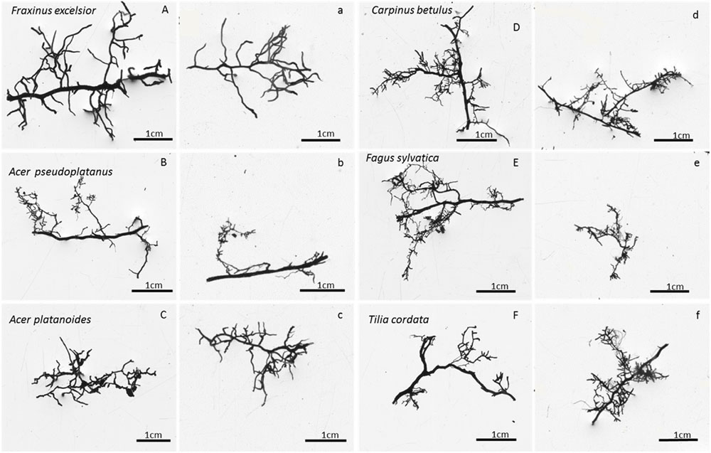 Frontiers Fine Root Productivity and Turnover of Ectomycorrhizal and