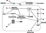 www.frontiersin.org