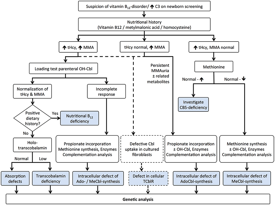 B12 Level Chart Uk