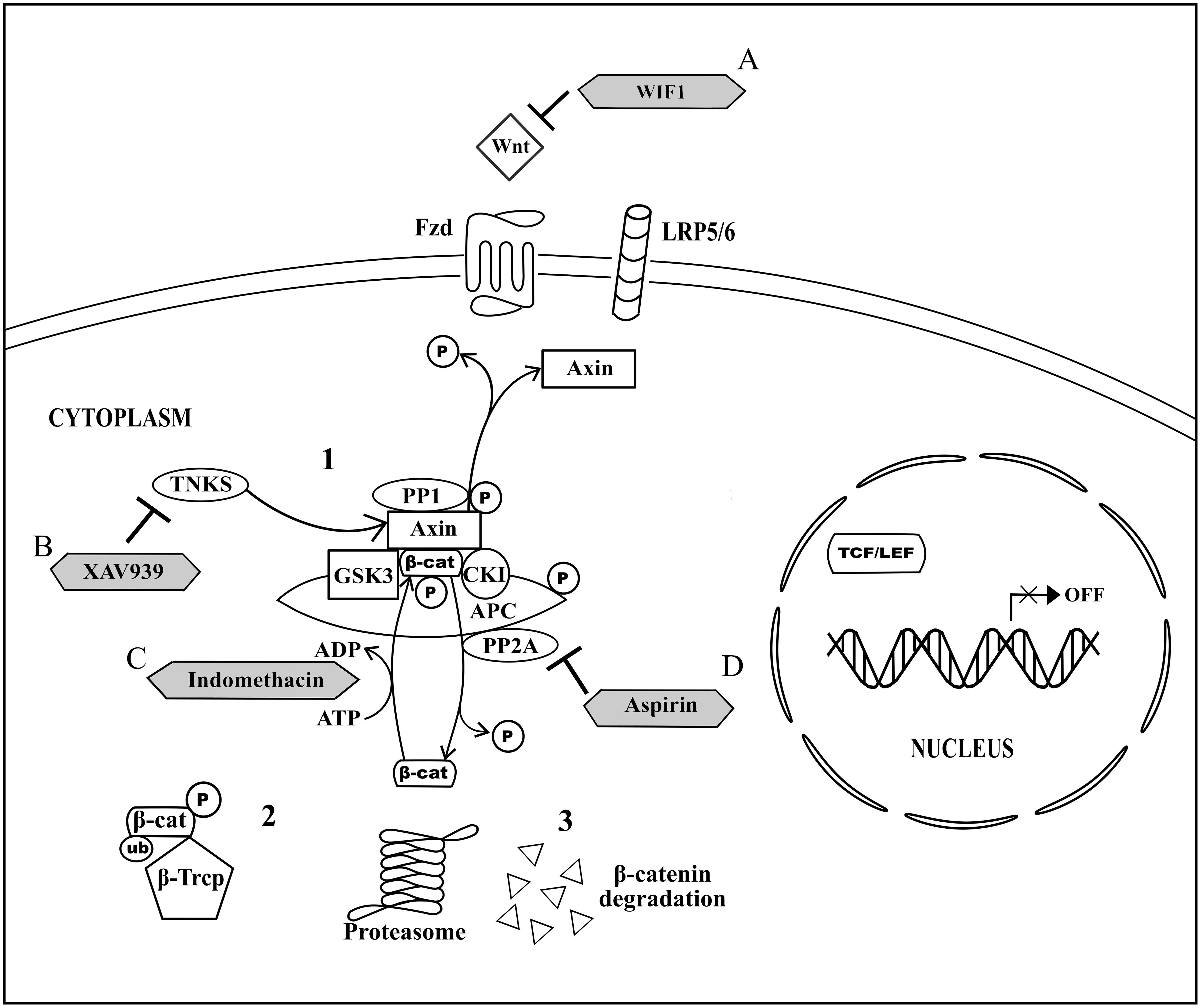 download mitochondria in liver