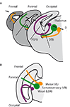 www.frontiersin.org