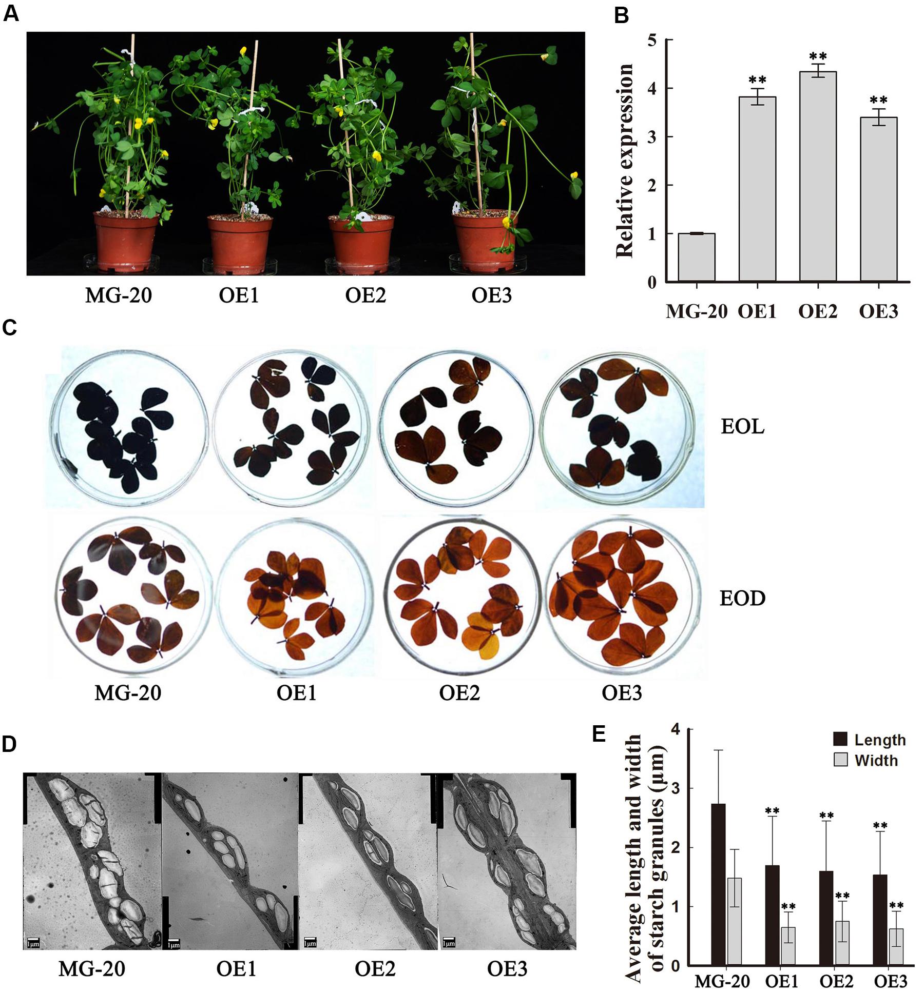 starch in plants