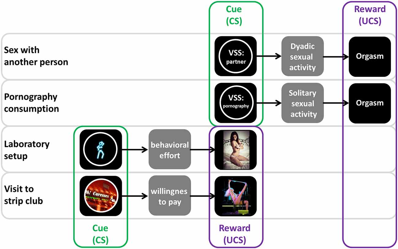 Frontiers | Visual Sexual Stimuli—Cue or Reward? A Perspective for  Interpreting Brain Imaging Findings on Human Sexual Behaviors