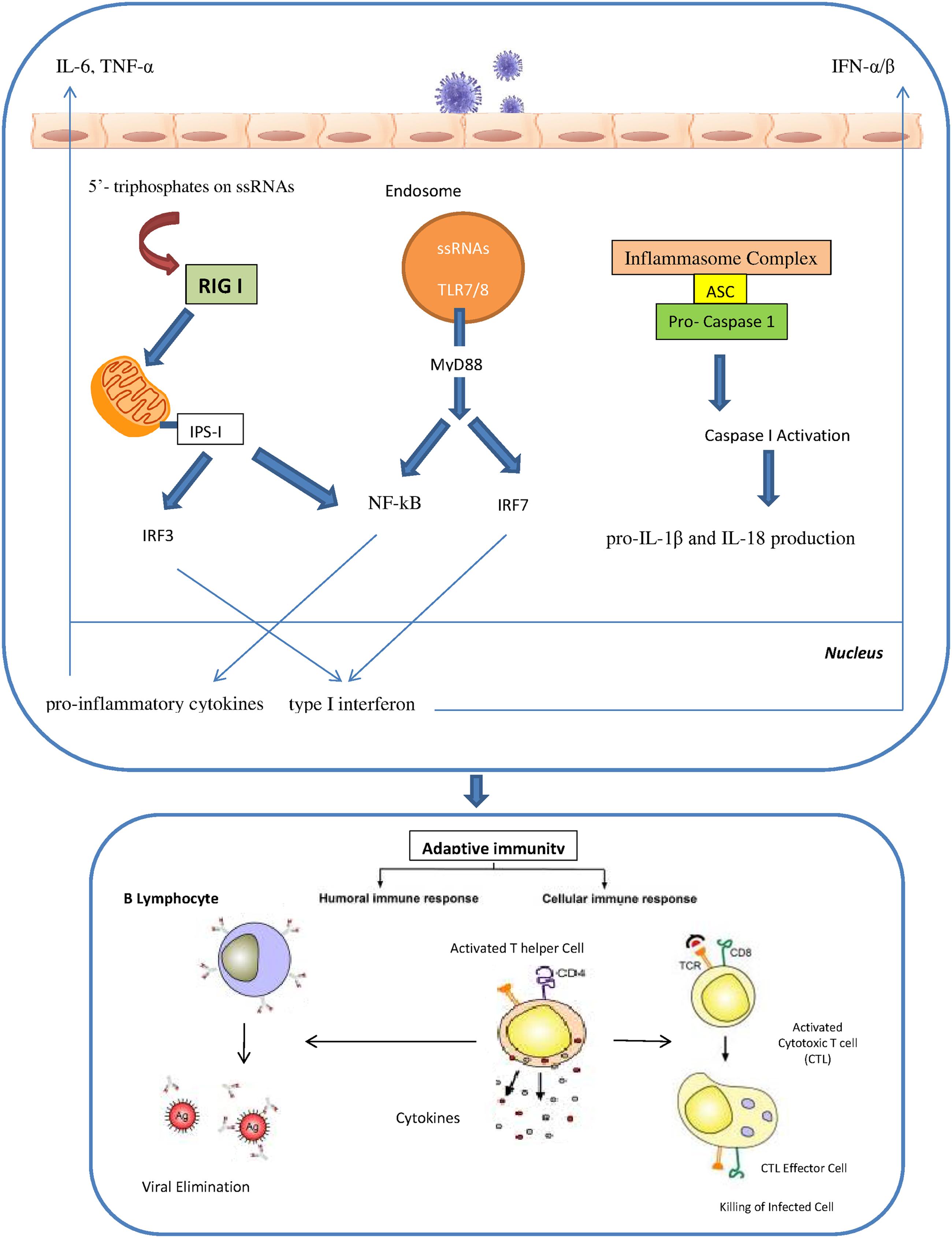 Core body temperature increases host resistance to influenza virus