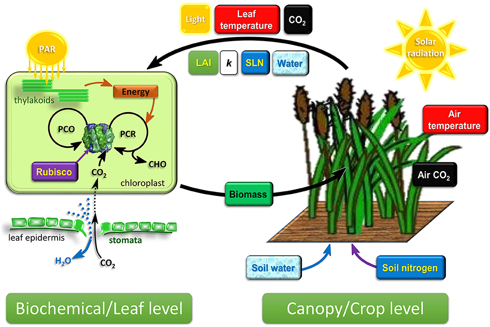 Frontiers Connecting Biochemical Photosynthesis Models With Crop Models To Support Crop Improvement Plant Science
