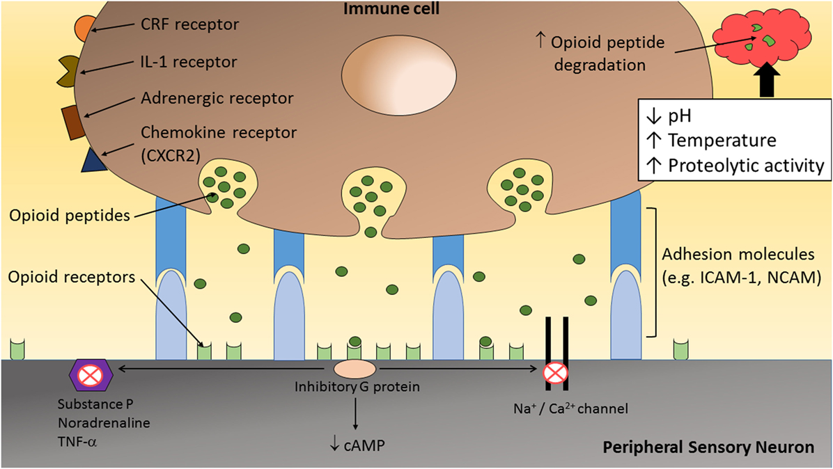 Frontiers Neuroimmune Interaction In The Regulation Of Peripheral