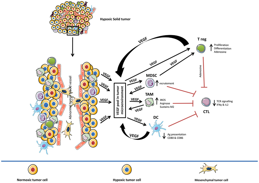 what does generalized hypoxia do to alveolar dead space what does generalized hypoxia do to alveolar dead space