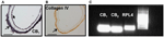 www.frontiersin.org
