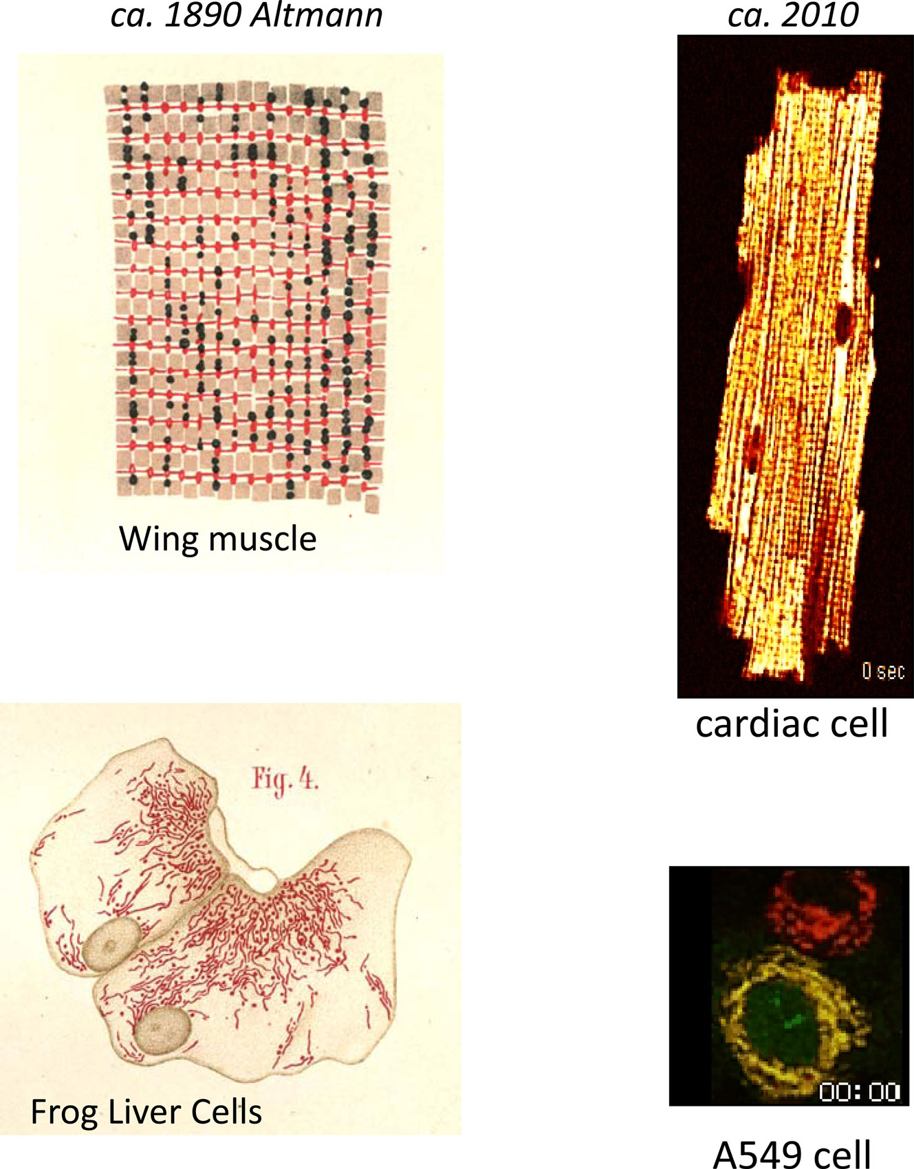 ET capacity - Bioblast