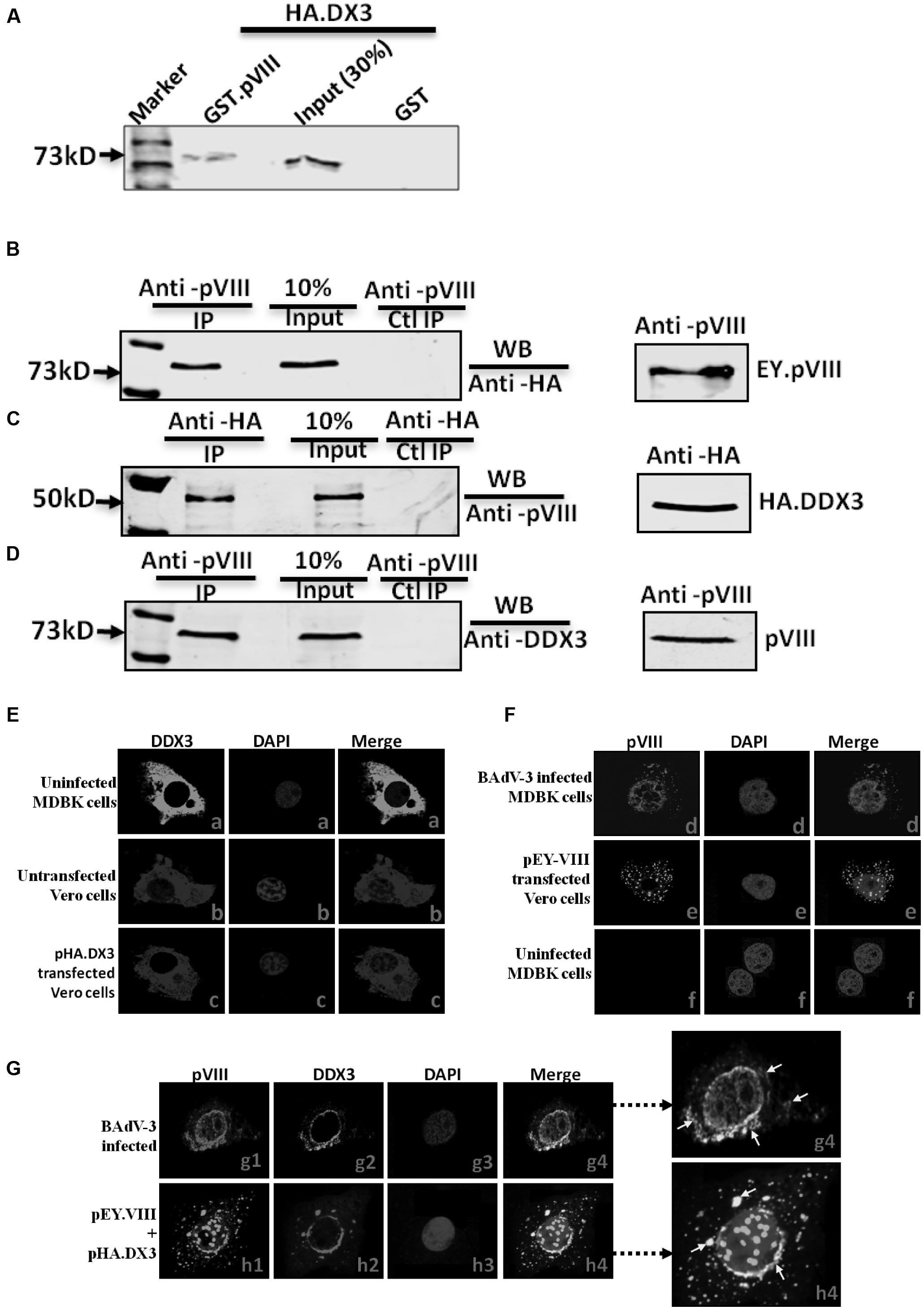 Frontiers | Bovine Adenovirus-3 pVIII Suppresses Cap-Dependent mRNA  Translation Possibly by Interfering with the Recruitment of DDX3 and  Translation Initiation Factors to the mRNA Cap
