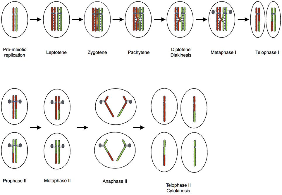 Frontiers | Achiasmy: Male Fruit Flies Are Not Ready to Mix | Cell and ...