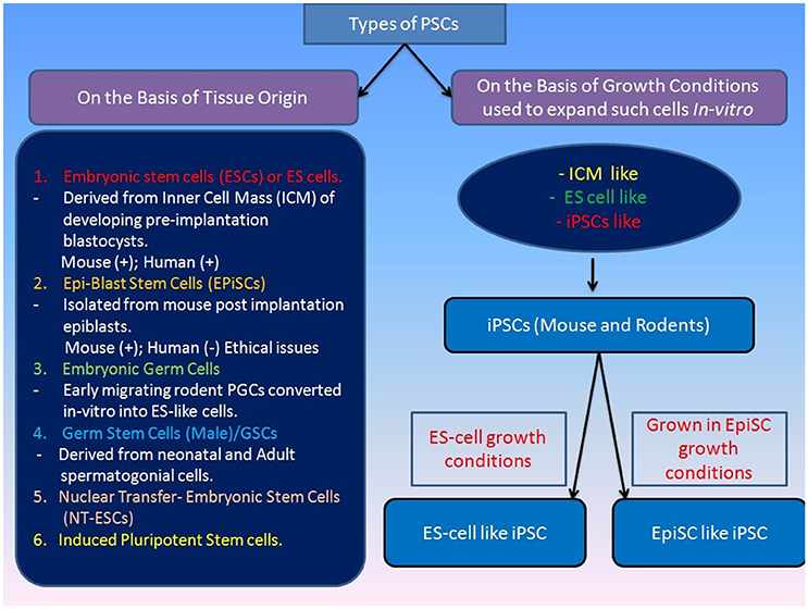 Scientists Unable to Reproduce STAP Cell Breakthrough