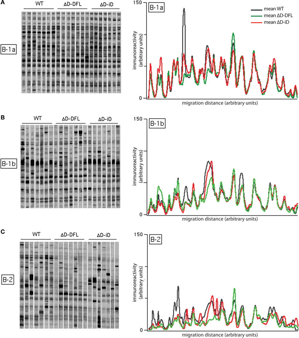 tissue antibody repertoire tissue antibody repertoire