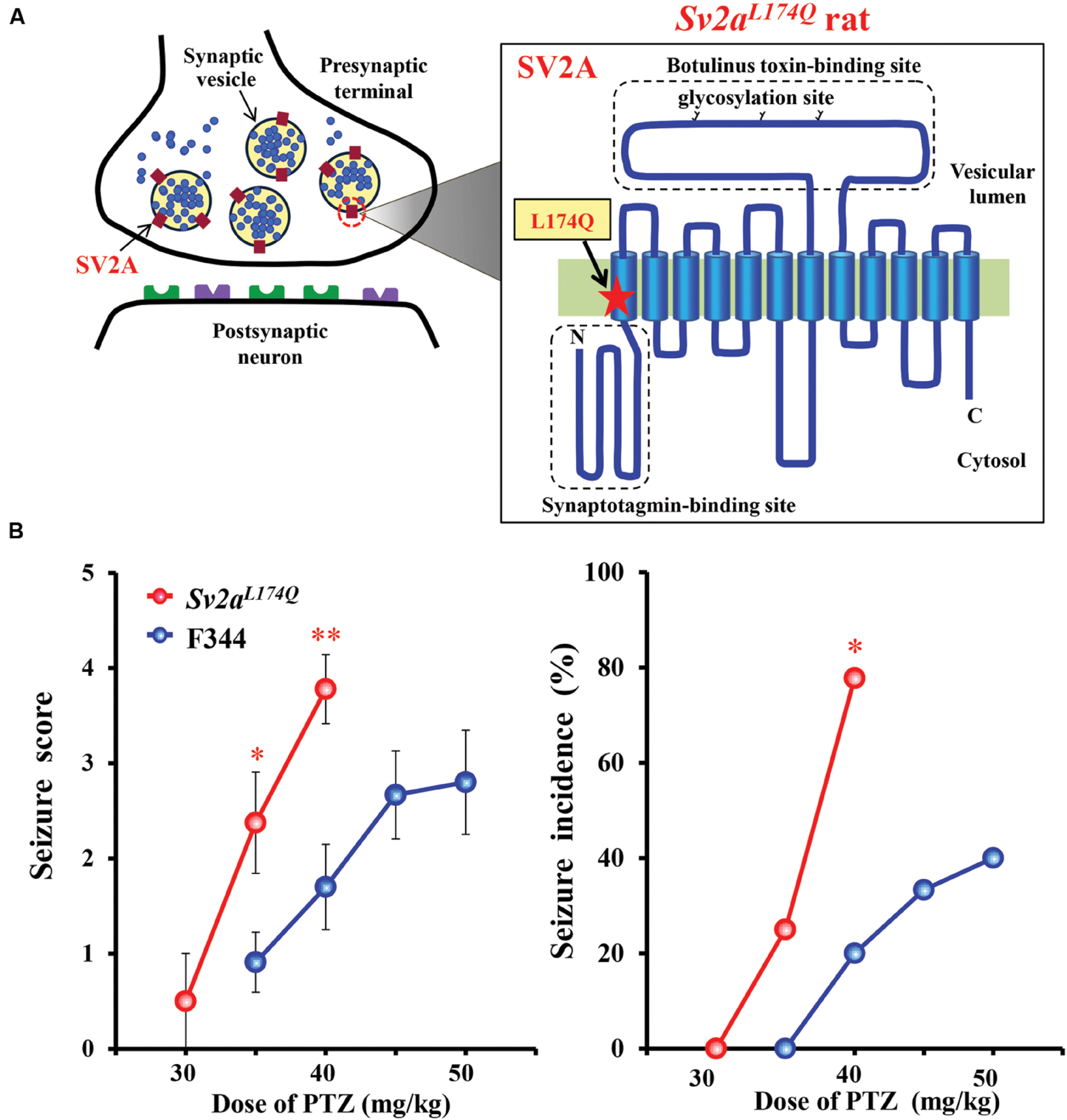 Frontiers | A Missense Mutation of the Gene Encoding Frontiers | A Missense Mutation of the Gene Encoding