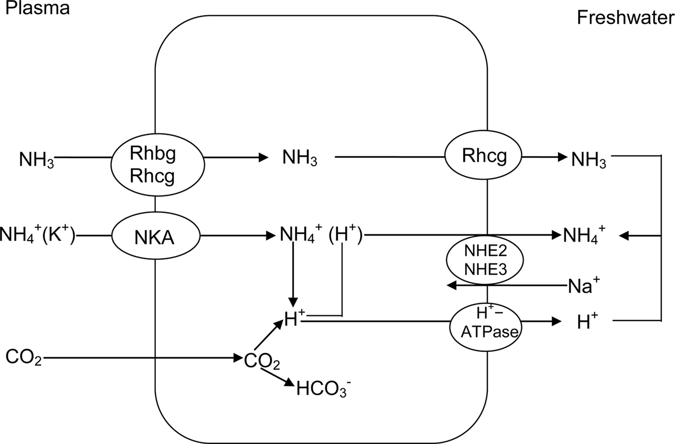 Zn hco3. Gea Liquid Switch Ammonia. Ammonia phase diagram. "HCO" И "VCO". Котранспортер na+-нсо3- в почках.