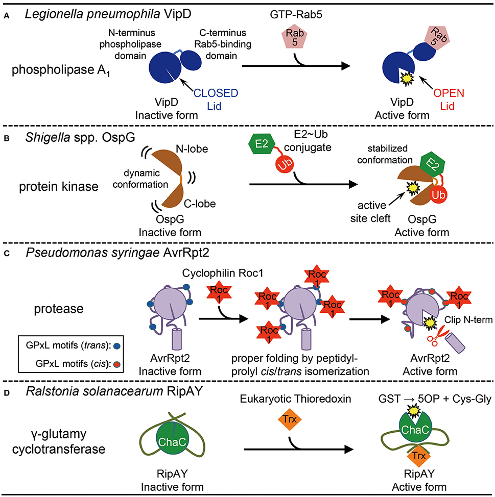 Frontiers | Modification of Bacterial Effector Proteins Inside Eukaryotic  Host Cells