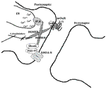 www.frontiersin.org