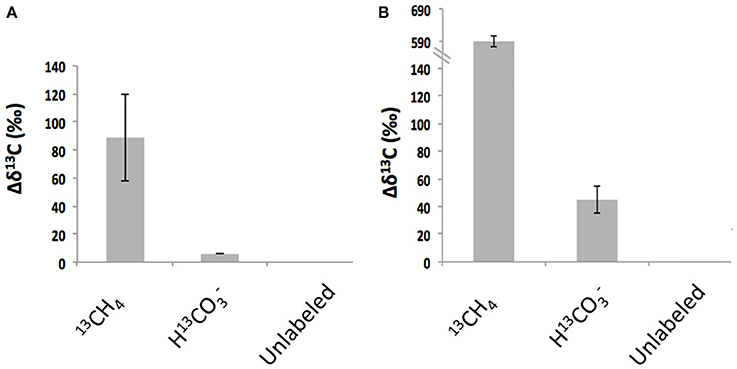 Frontiers Colonial Tube Dwelling Ciliates Influence