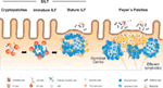 Frontiers | Development and Function of Secondary and Tertiary Lymphoid ...