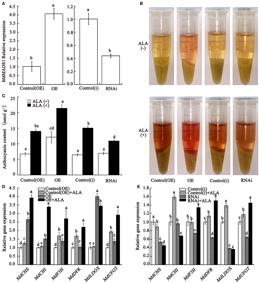 Frontiers | Proteomics and SSH Analyses of ALA-Promoted