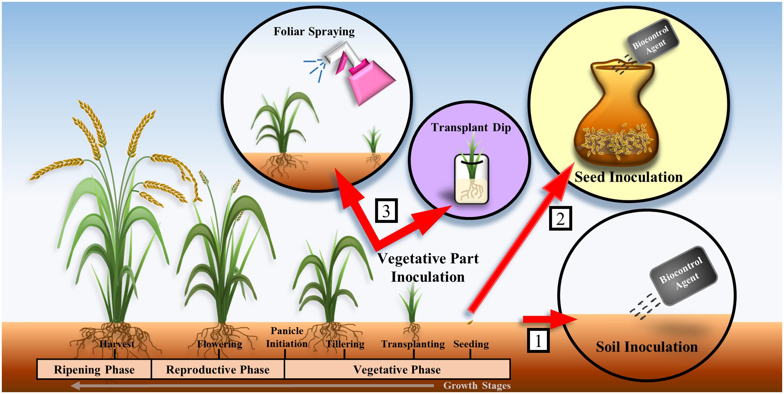 biocontrol agents antibiotics