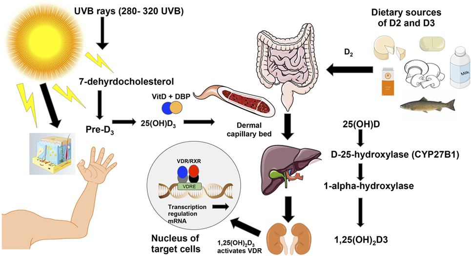 Frontiers Role Of Vitamin D In The Hygiene Hypothesis The