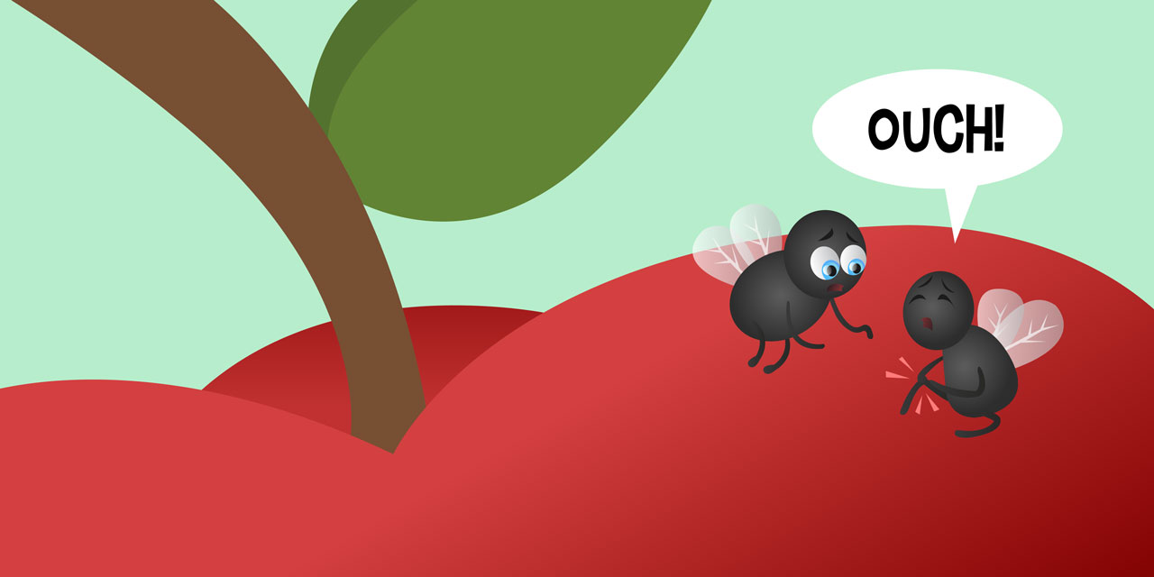 How Does a Fruit Fly Say “Ouch”? · Frontiers for Young Minds