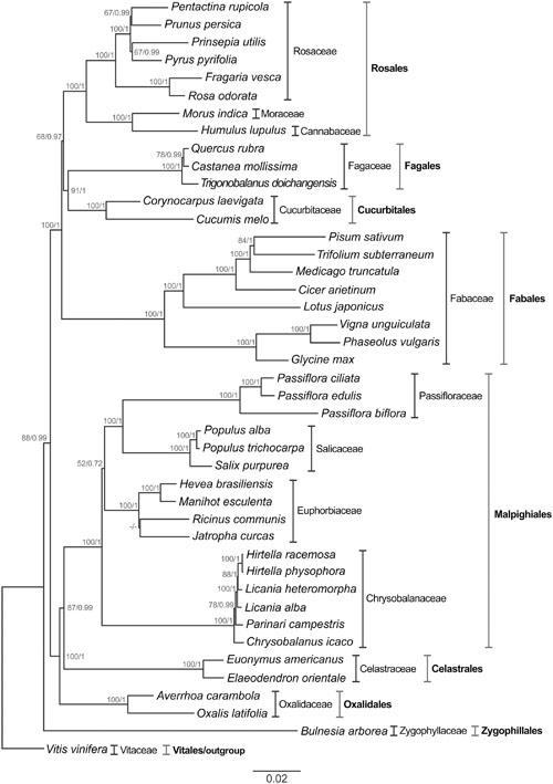 PDF) Comparative karyotype analysis of three Passiflora L. species and  cytogenetic characterization of somatic hybrids