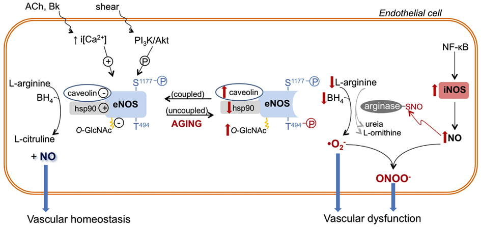 Frontiers Differential Modulation Of Nitric Oxide Synthases In Aging Therapeutic Opportunities Physiology