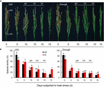 genetic analysis of heat tolerance at anthesis on rice genetic analysis of heat tolerance at anthesis on rice