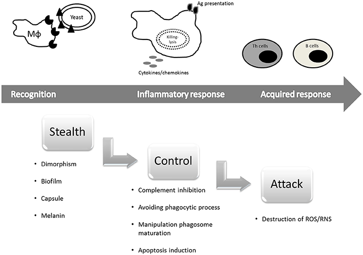 How Stealthy HIV Evades Drugs and Immunity