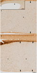 www.frontiersin.org