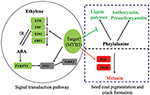 Frontiers | Transcriptome Analysis of a New Peanut Seed Coat Mutant for ...