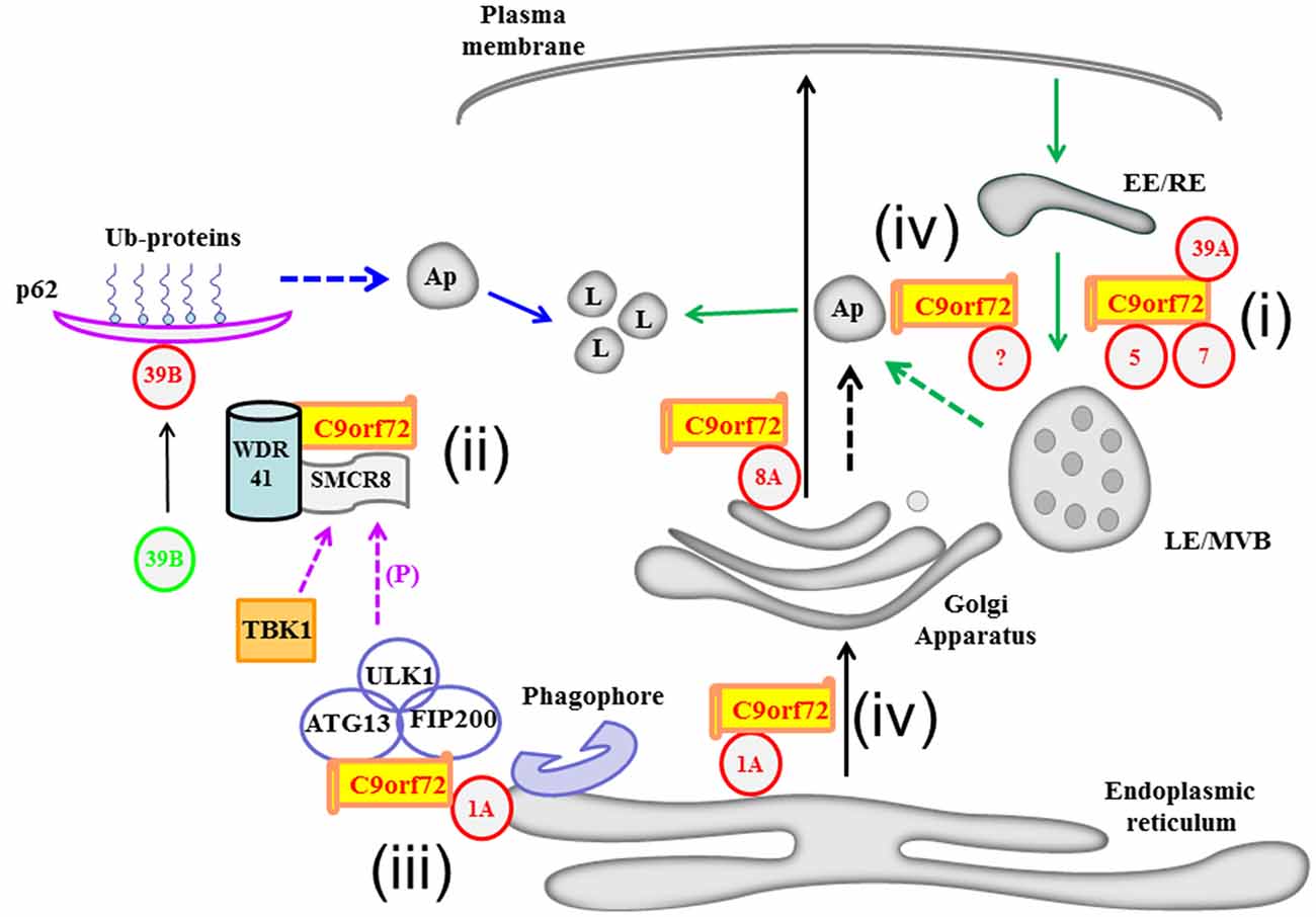 Frontiers | C9orf72’s Interaction with Rab GTPases—Modulation of ...