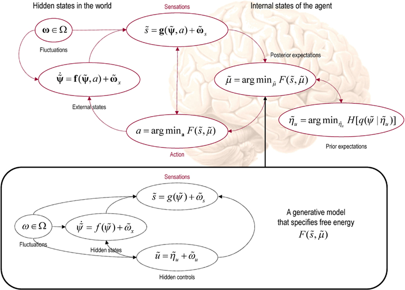 **This schematic shows the dependencies among various quantities that are assumed when modeling the exchanges of a self organizing system like the brain with the environment.** The top panel describes the states of the environment and the system or agent in terms of a probabilistic dependency graph, where connections denote directed dependencies. The quantities are described within the nodes of this graph with exemplar forms for their dependencies on other variables (see main text). Here, hidden and internal states are separated by action and sensory states. Both action and internal states encoding a conditional density minimize free energy, while internal states encoding prior beliefs maximize salience. Both free energy and salience are defined in terms of a generative model that is shown as fictive dependency graph in the lower panel. Note that the variables in the real world and the form of their dynamics are different from that assumed by the generative model; this is why external states are in bold. Furthermore, note that action is a state in the model of the brain but is replaced by hidden controls in the brain’s model of its world. This means that the agent is not aware of action but has beliefs about hidden causes in the world that action can fulfill through minimizing free energy. These beliefs correspond to prior expectations that sensory states will be sampled in a way that optimizes conditional confidence or salience.