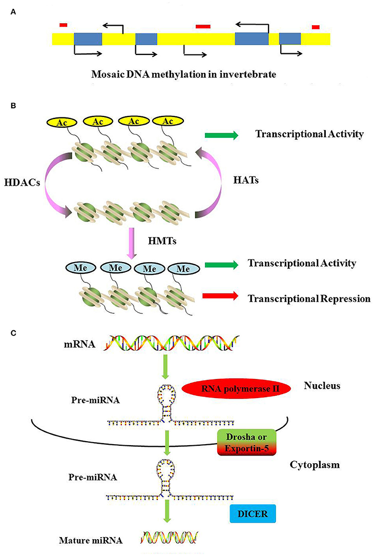 Histone methylation changes are required for life cycle progression in the  human parasite Schistosoma mansoni