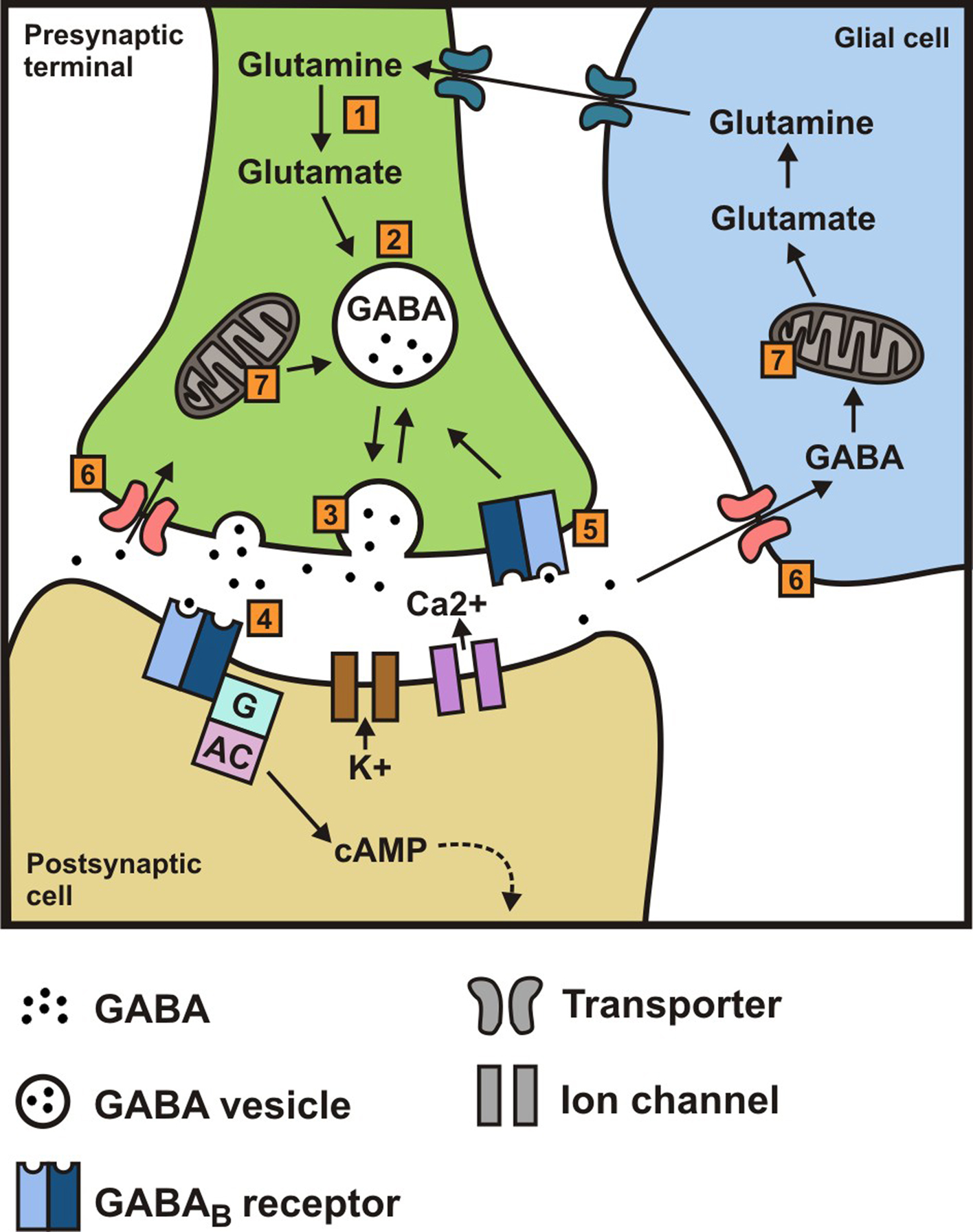 Frontiers A Gut Feeling about Focus on GABAB