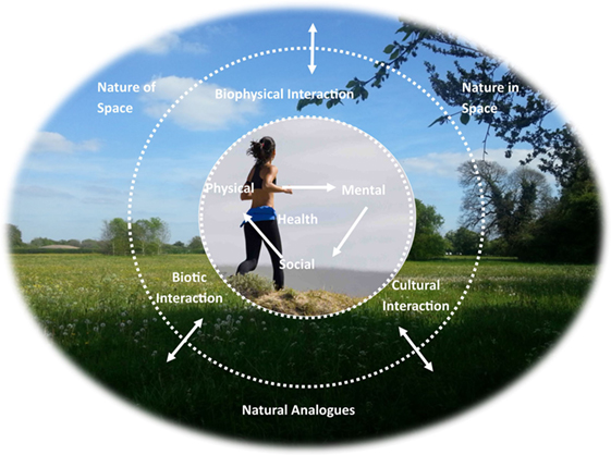 Frontiers | The Human–Nature Relationship and Impact on Health: A Critical Review | Public Health