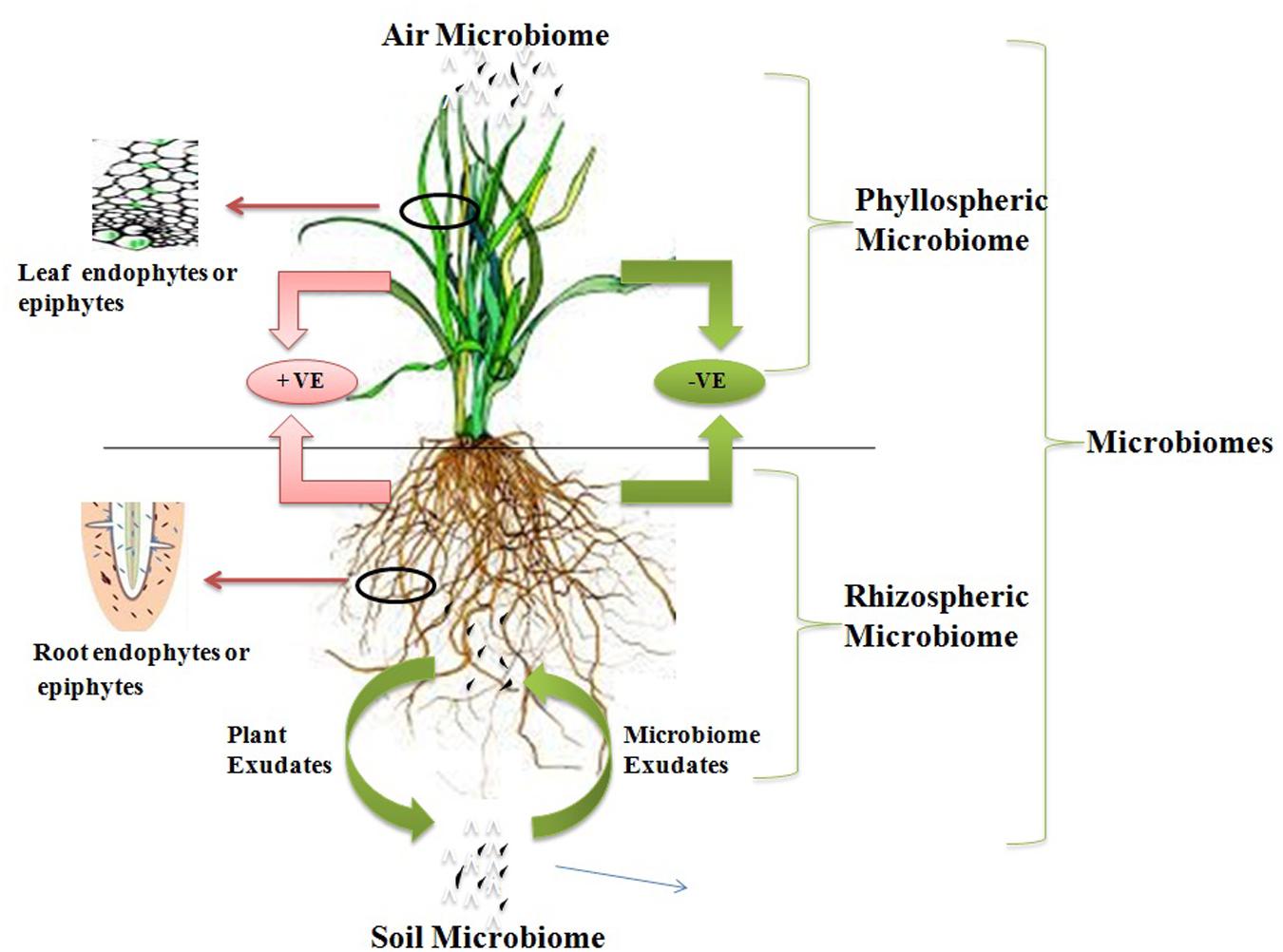 Plant в прошедшем. Plant Microbiome. Микробиом почвы и растений. Эндофиты растений. Plant-Microbial interaction.