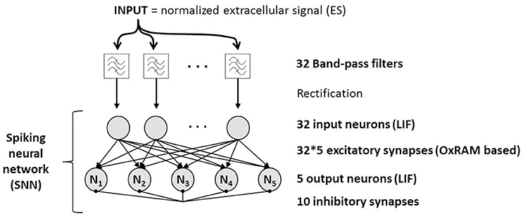 epub synthetic peptides