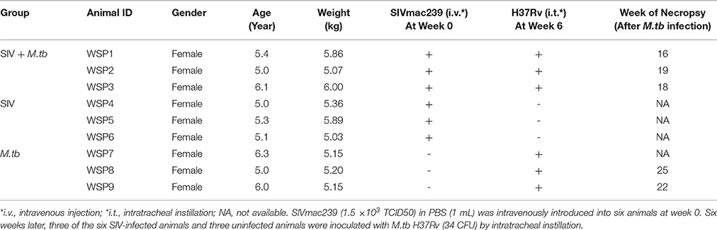 その他 R Frontiers | SIV Infection Facilitates Mycobacterium