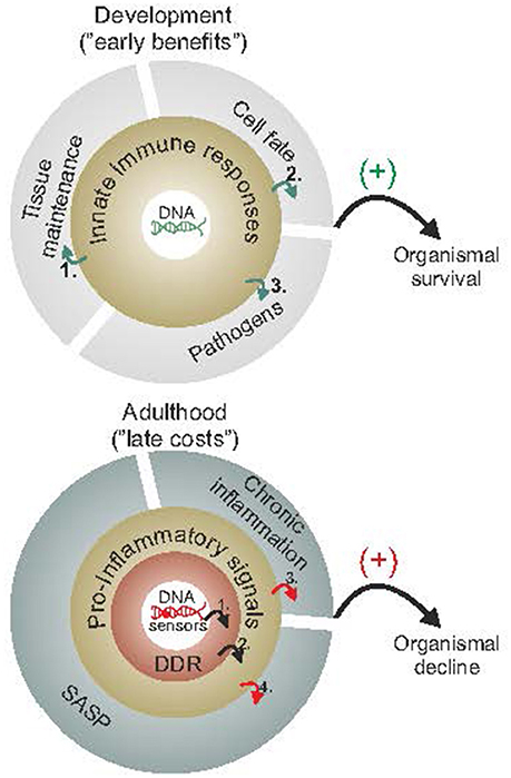 www.frontiersin.org